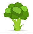 Dibujo brócoli